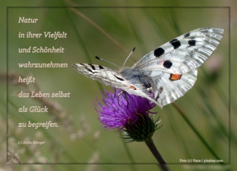 Spruch