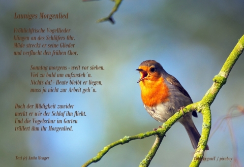 Fotogedicht: Launiges Morgenlied (c) Anita Menger / Motiv: Rotkehlchen