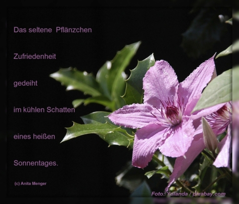 Spruch: Zufriedenheit (c) Anita Menger / Motiv: Clematis