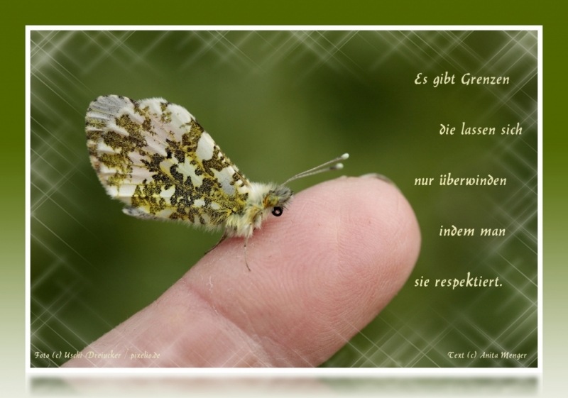 Spruch