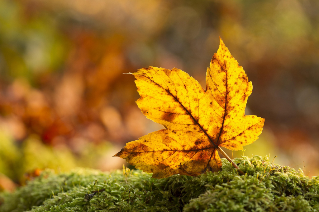 Gelbbraunes Herbstblatt