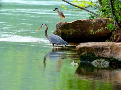 Vögel am See