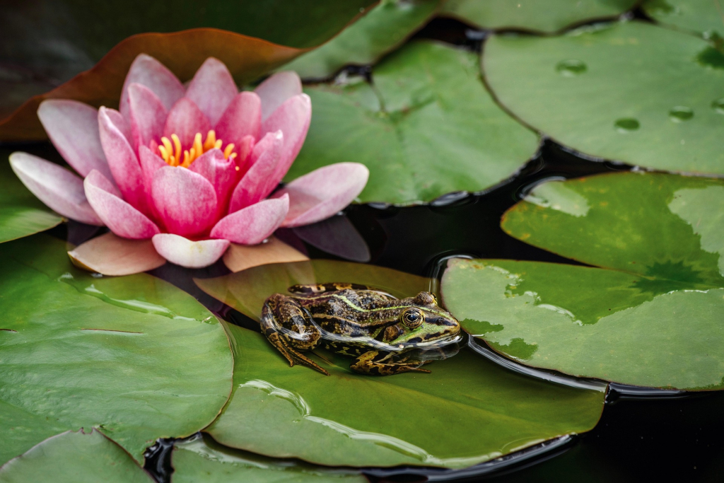 Seerose und Frosch