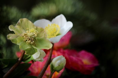 Christrose und Primeln