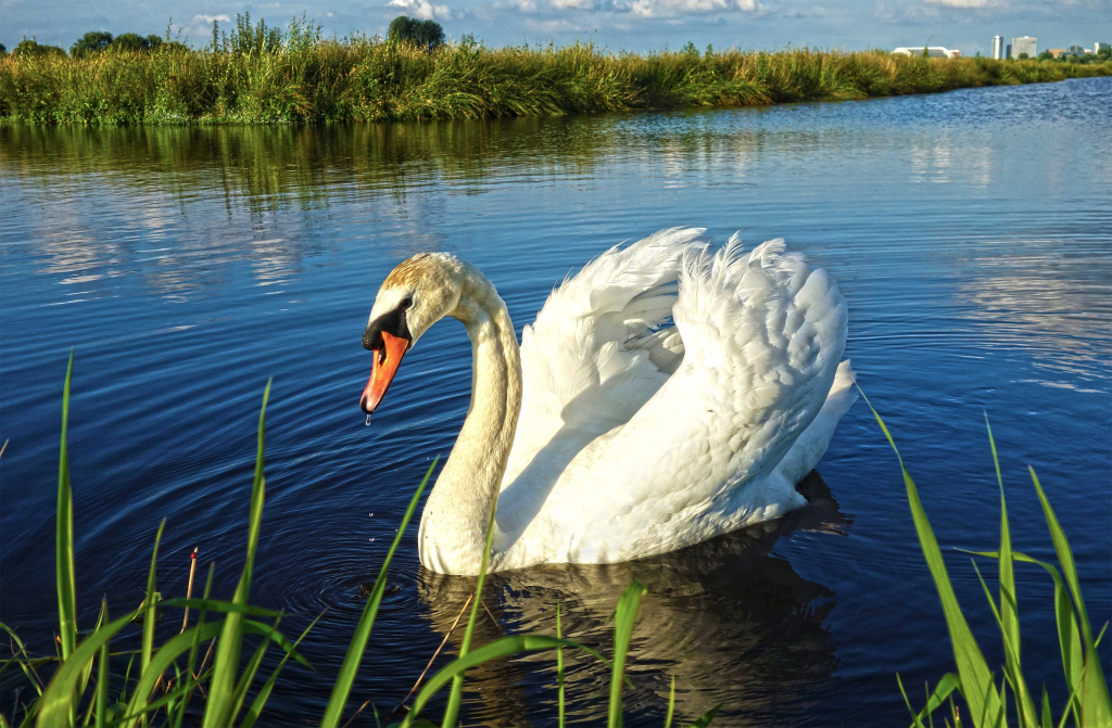 Weißer Schwan